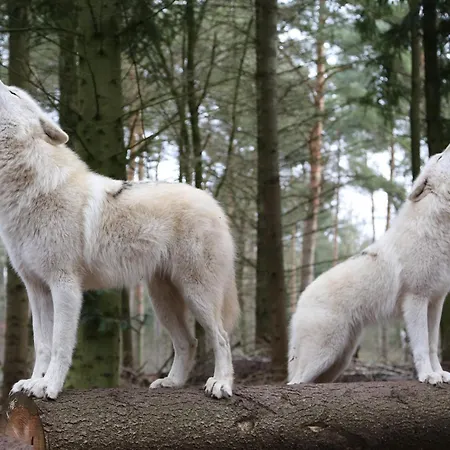Wolfcenter Tipis - Ohne Betten - Inklusive Eintritt In Wolfcenter Fuer Zwei Tage Κάμπινγκ *